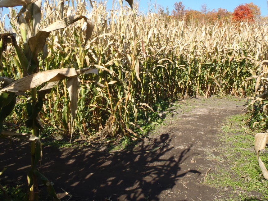 What Makes a True&nbsp;Believer?