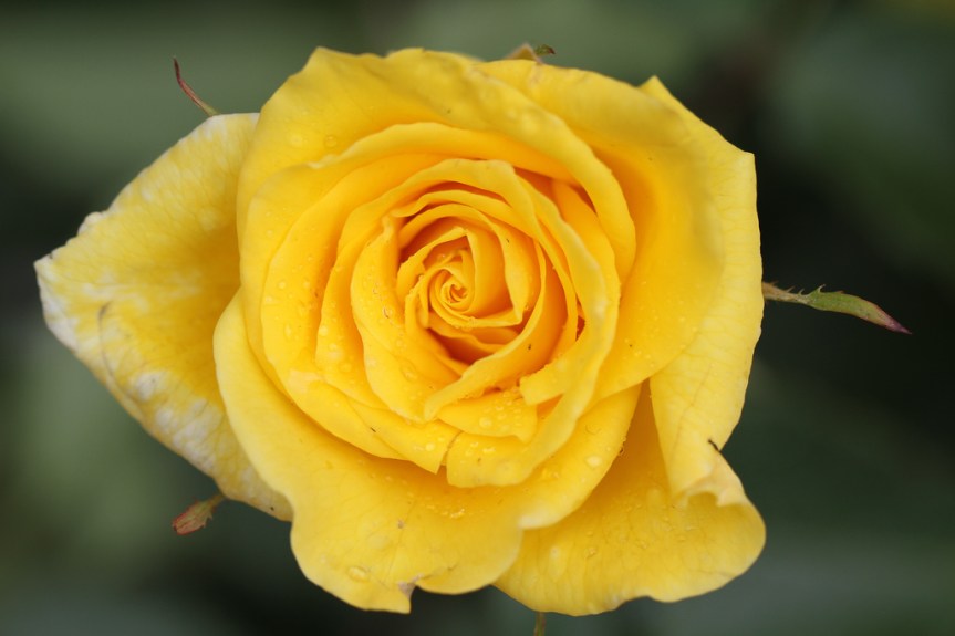 "Yellow Rose" by Jim, the Photographer, is licensed under CC BY 2.0. http://www.flickr.com/photos/jcapaldi/4625059176/
