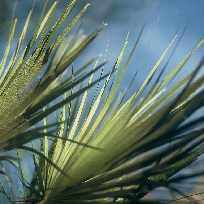 Sermon–April 13, 2014–Palm/Passion Sunday&nbsp;A