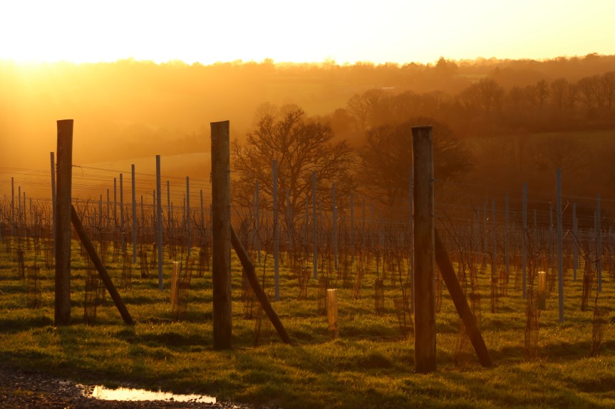A Tale of Two&nbsp;Vineyards